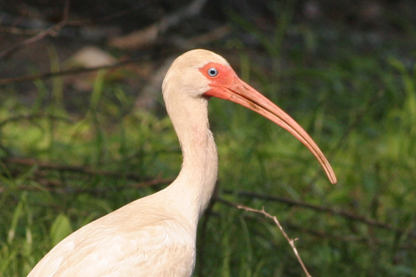 White Ibis Close up, Brier Creek, Burke County GA